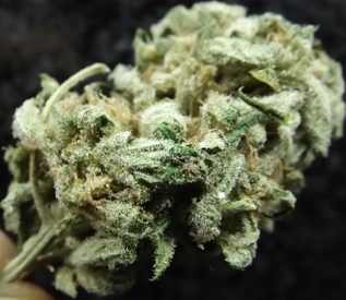 Closeup of the Black Jack Weed Strain