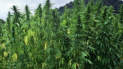 Early Man Cultivate Fields of hemp