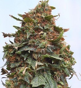 Fat Ripe Cannabis Bud