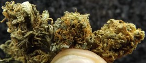 Feature Image Marijuana Strain Review of Super 7