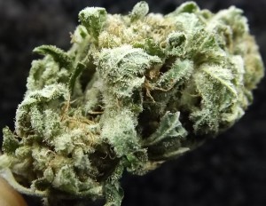 Feature Image for Marijuana Strain Review of Black Jack