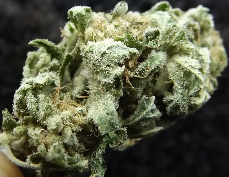 Black Jack - Strain Information - CannaConnection