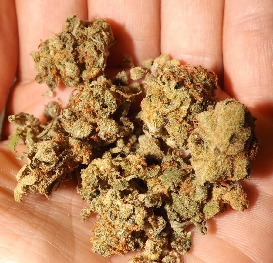 Feature image for Amnesia Marijuana Strain Review