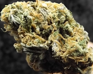 Macro of the Criminal Pot Strain