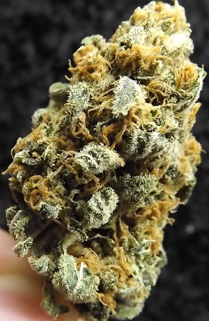 Second closeup of Black Lemon weed strain