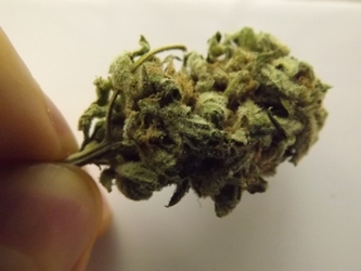 Single bud of Black Jack