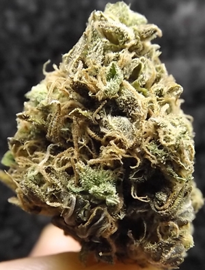 Sweet Dreams Marijuana Strain closeup