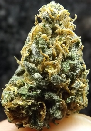 Afghan Kush Strain Review closeup 3