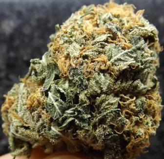 Closeup of the Nuken marijuana strain