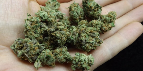 Feature Image for Cheese marijuana strain review