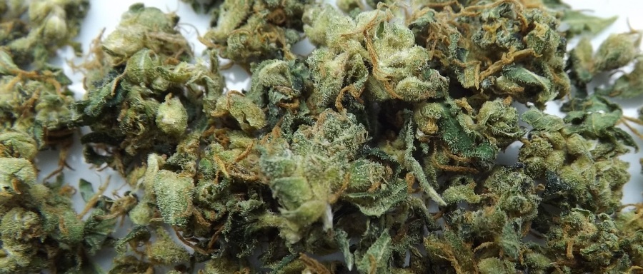 Feature image for marijuana strain review of MK Ultra