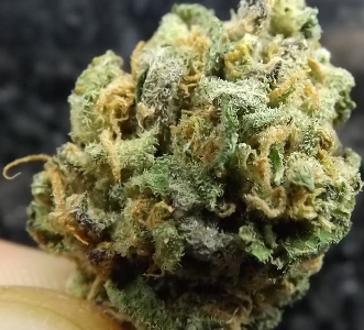 Macro of the Cheese marijuana strain