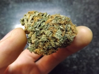 Side view of a bud of Nuken cannabis strain