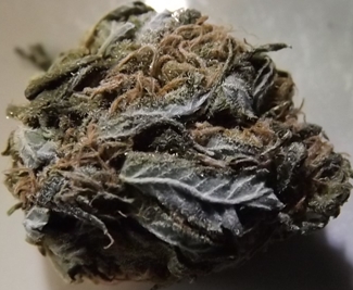 Blueberry marijuana strain closeup No 1
