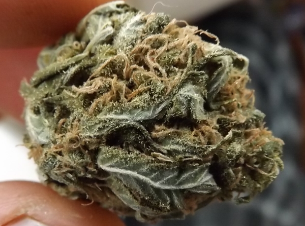 Feature Image for Marijuana Strain Review of Blueberry