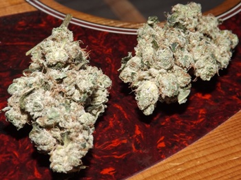 Closeup of Violator Kush strain on a Martin Guitar