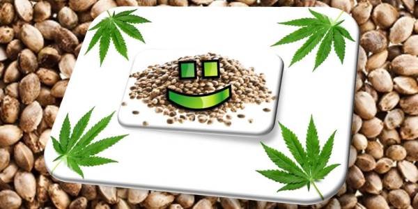 Feature Image for How to Store Cannabis Seeds Article