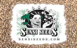 Sensi Seeds article feature image