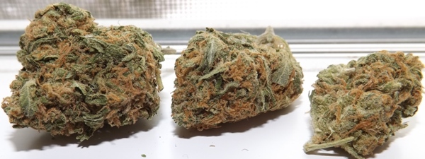 3 buds of Blue Caramel Dream