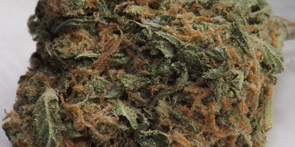 Blue Caramel Dream strain feature image