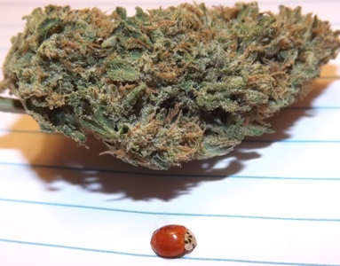 Deep Chunk and a ladybug