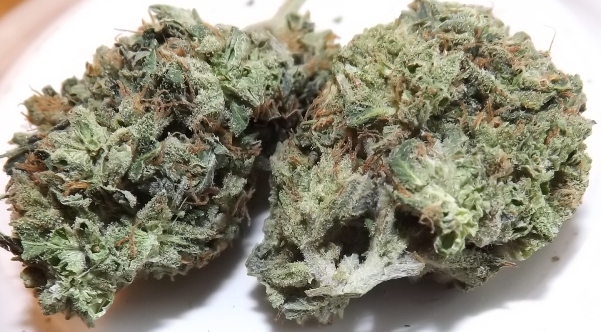 Feature image for cannabis strain review of LA Blue