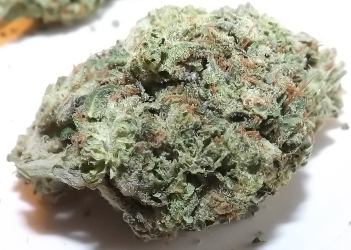 LA Blue strain closeup no 2