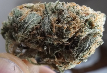 Macro no 1 of Blue Caramel Dream cannabis strain