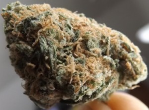 Macro no 2 of Blue Caramel Dream cannabis strain