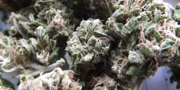 Feature Image for Girl Scout Cookies Strain Review