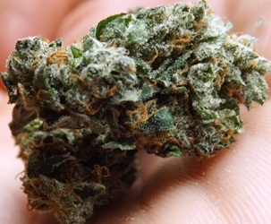 Beautiful little bud of Sour Diesel