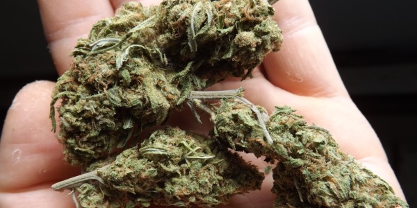 Feature image for marijuana strain review of Blue Dream