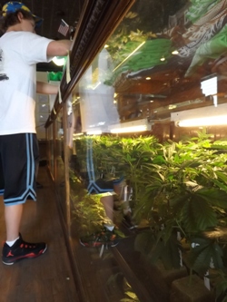 Live Plants at LaContes Dispensary in Colorado