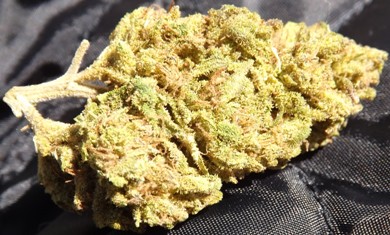 Closeup of Platinum OG no 3