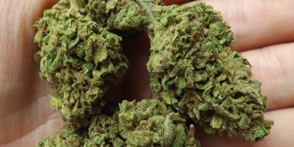 Jack Herer Strain - Hybrid Cannabis Video, CBD, THC, Terpenes : Hytiva