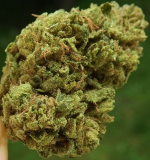 Jack Herer 3 green closeup no 1