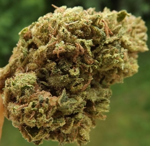 Jack Herer 3 green closeup no 2