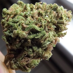 Jack Herer 3 marijuana strain dark closeup no 2