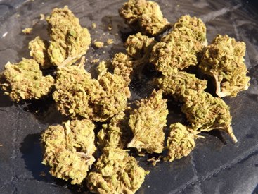 Pile of Platinum OG buds