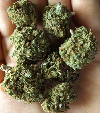 Twitter cannabis strain in the hand