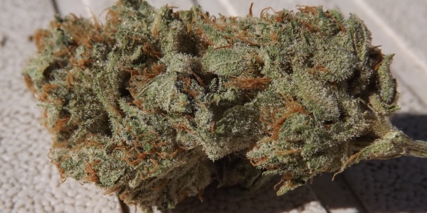 Feature image for strain review of Silvias Blue