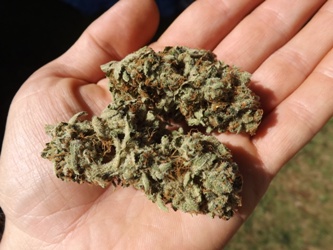 Weed in the hand - two buds of Silvias Blue