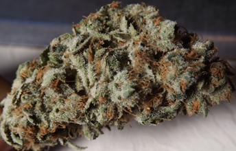 closeup no 1 Silvias blue cannabis strain