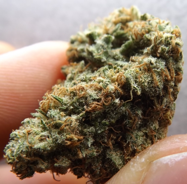 Choko weed strain full closeup with thumb