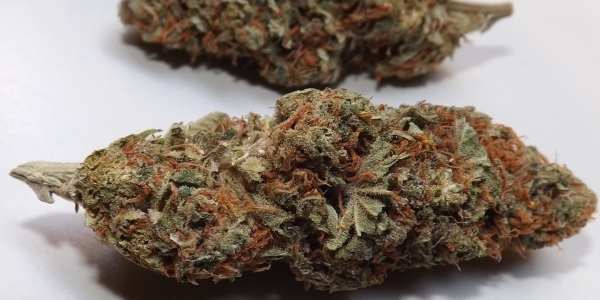 Feature Image for Zombie Kush Strain Review