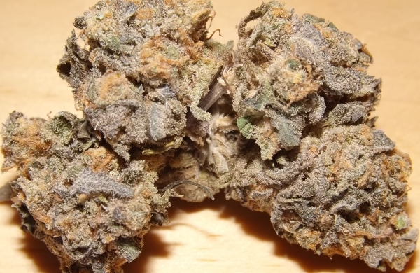 Large bud of Huckleberry weed