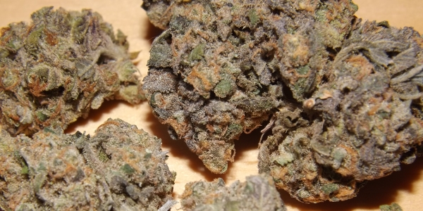 Nice closeup of Huckleberry hybrid weed strain