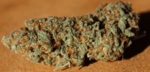 Feature Image Thin Mint Girl Scout Cookies Strain Review