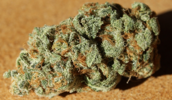 Small bud high detail Thin Mint GSC Marijuana Strain