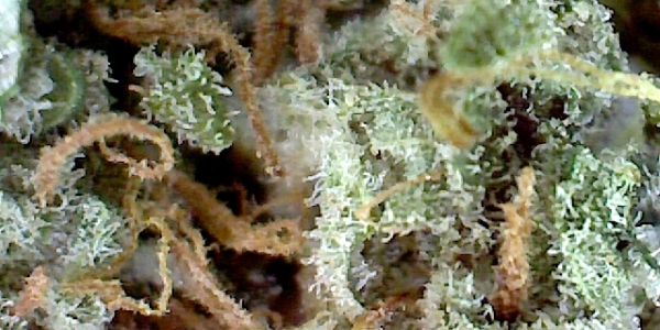 GrowWeedEasy.com - I use a USB microscope to check trichomes. These trichome  pictures were taken by one from  found under the listing Plugable  USB 2.0 Digital Microscope with Flexible Arm Observation